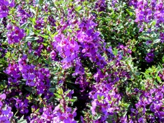 アンゲロニア・サリカリーフォリア