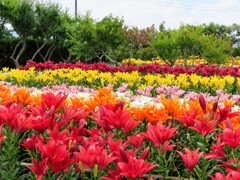 リリウム・ブルビフェラム