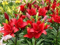 リリウム・ブルビフェラム