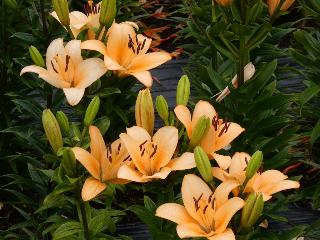 オレンジ色の百合