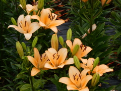 オレンジ色の百合