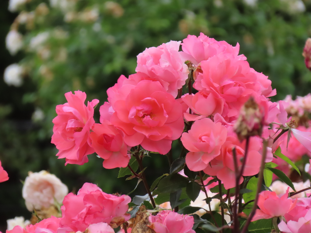 チャイナローズ