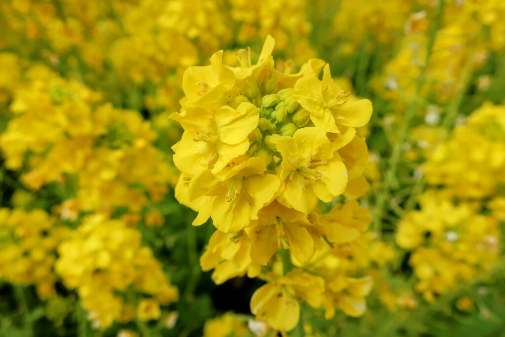 菜の花