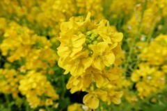菜の花