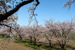 先週の桜