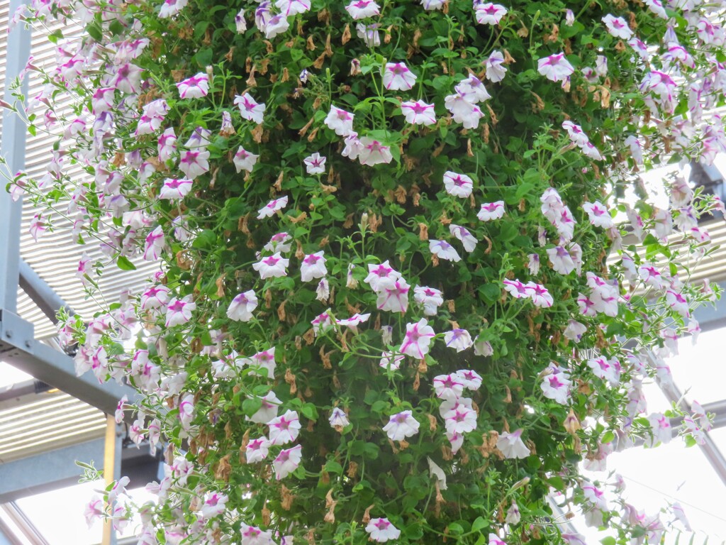 吊り下げ鉢のペチュニア