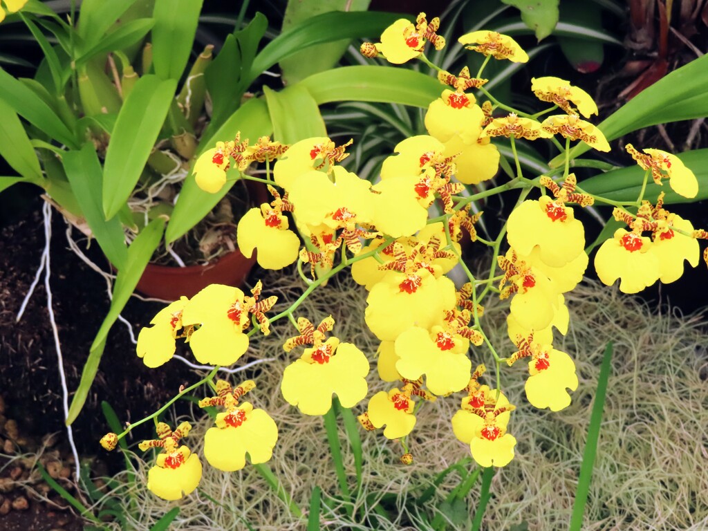 キバナスズメラン