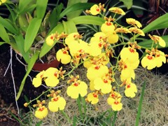 キバナスズメラン