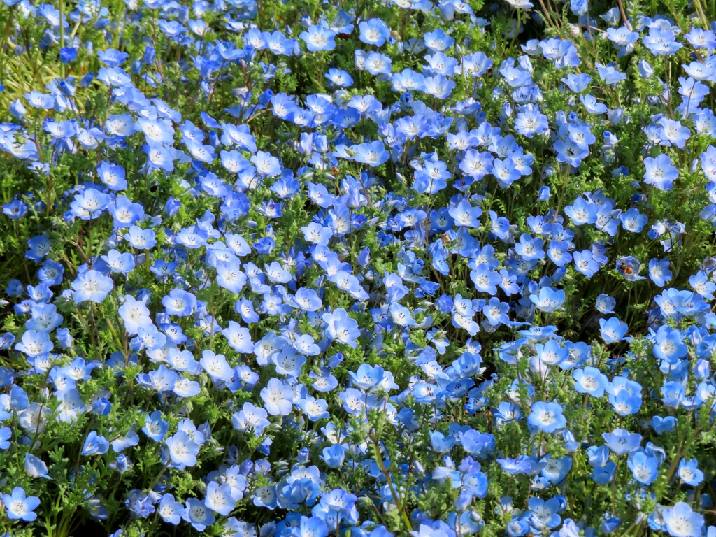 ネモフィラコーナー