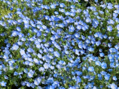 ネモフィラコーナー