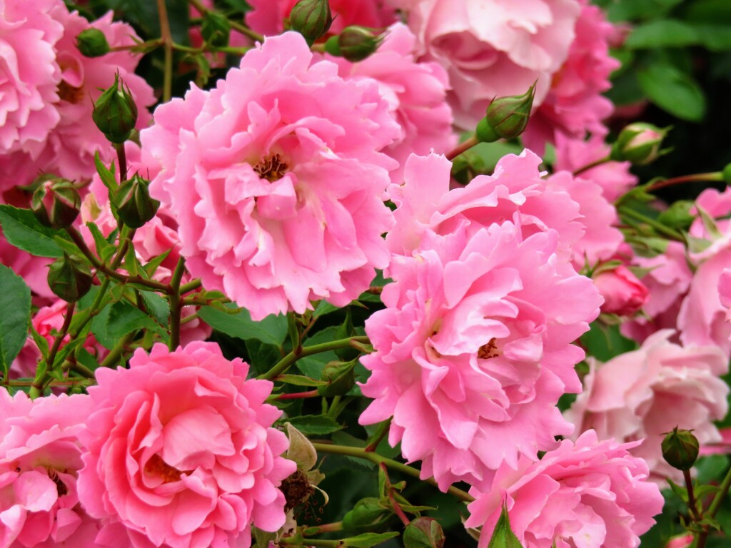 ピンクのチャイナローズ