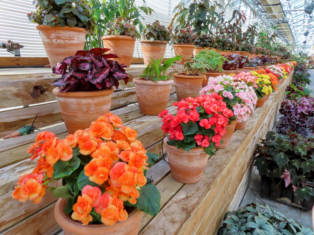 ベゴニア・レニフォルミス