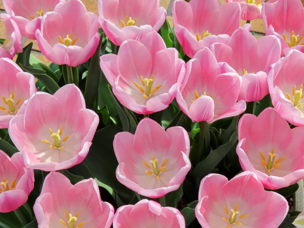 ピンクのチューリップ