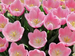 ピンクのチューリップ