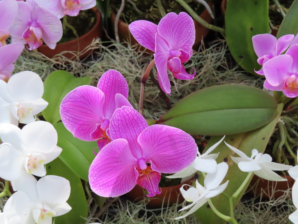 モスオーキッド