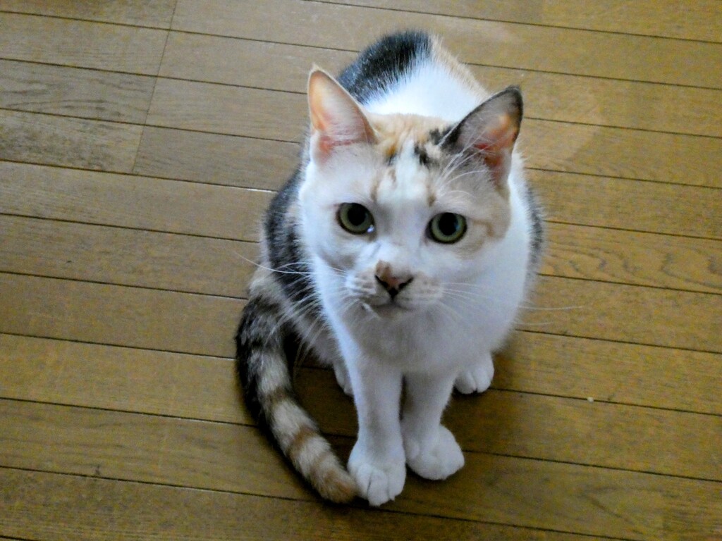 三毛猫