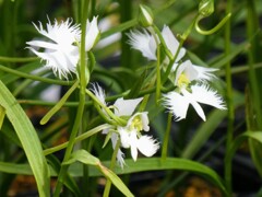 エピデンドルム・キリアレ