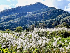 山とススキ