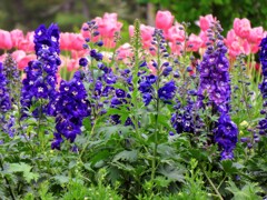 デルフィニウム・エラツムとチューリップ