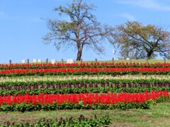 サルビアがいっぱい