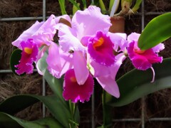 カトレア・アラビアータ