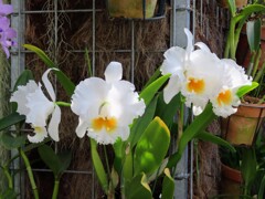 カトレヤ・ラビアータ