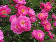 チャイナローズ