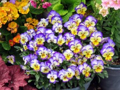 ビオラ・コルヌタ