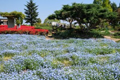 公園のネモフィラ