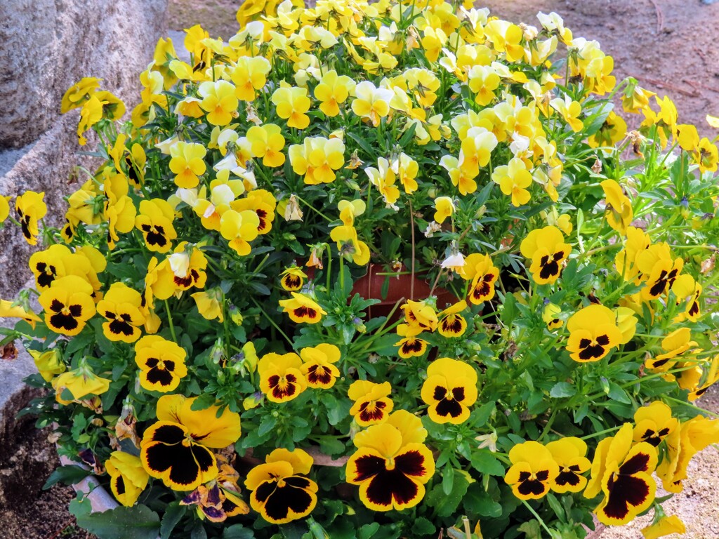 ビオラ・トリコロール