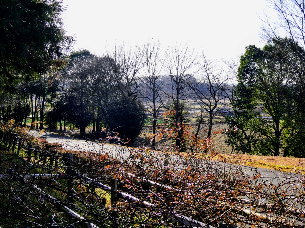 早朝の田舎道