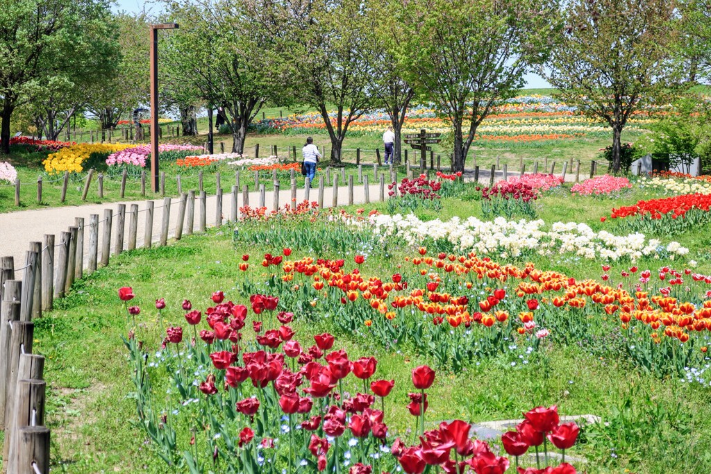 公園のチューリップ