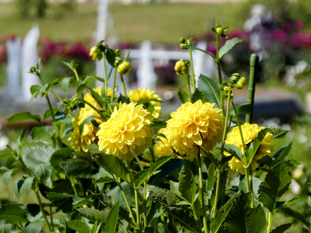 黄色いダリアと噴水