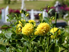 黄色いダリアと噴水