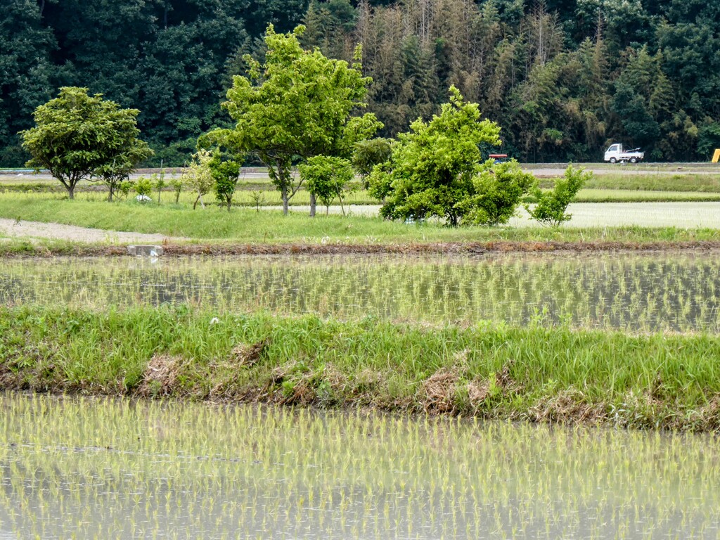 水田