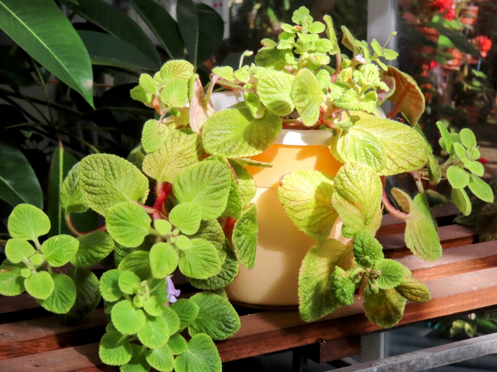 ゲッツェアーナ