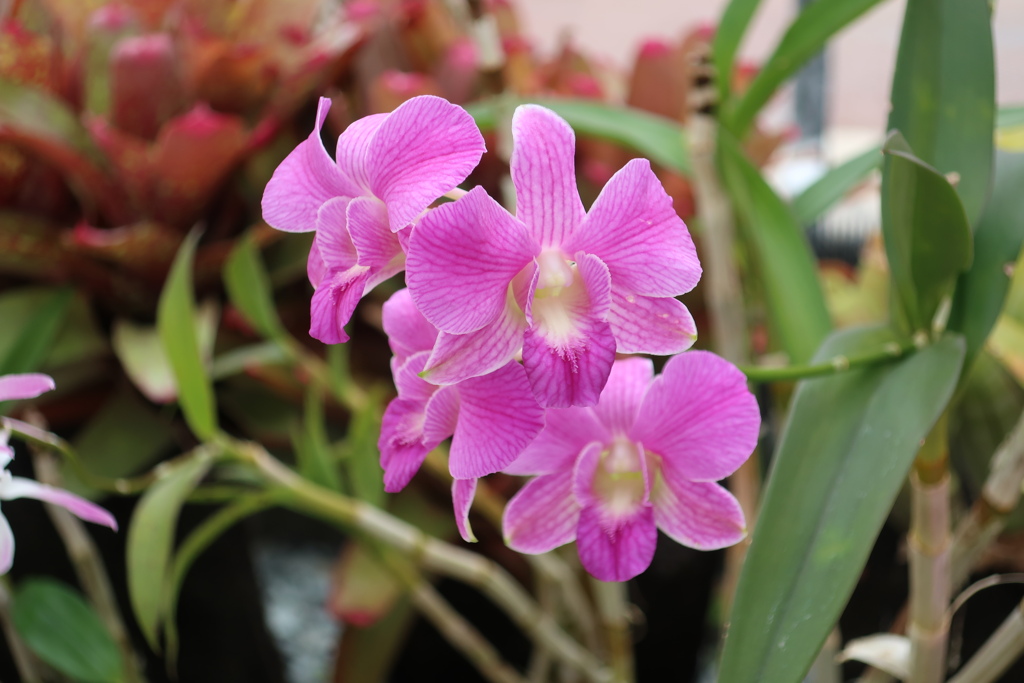 デンドロビウム・ビギバム