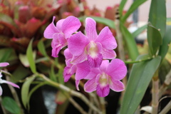 デンドロビウム・ビギバム