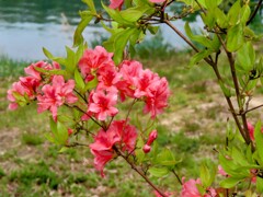 オランダツツジ