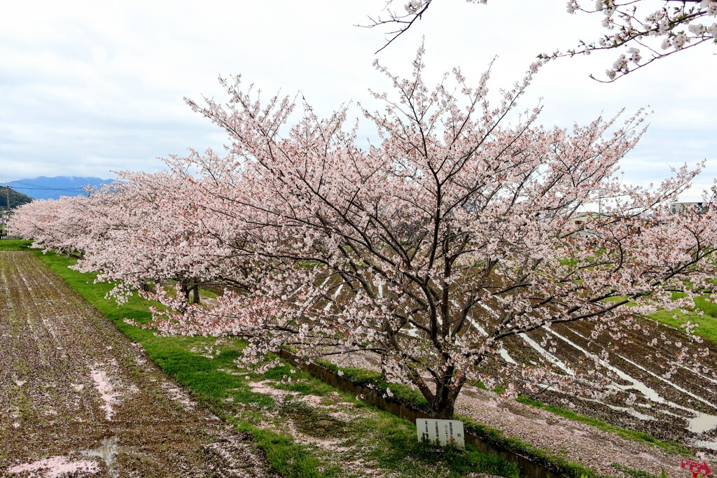 桜並木