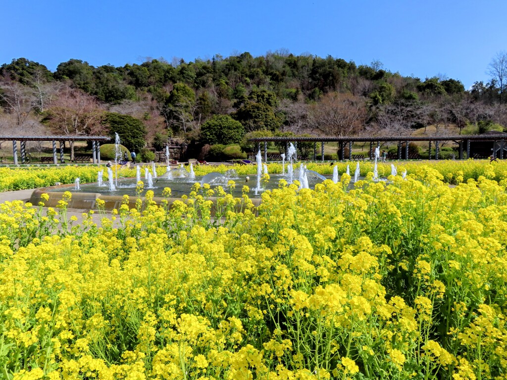 菜の花と噴水