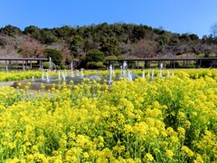 菜の花と噴水