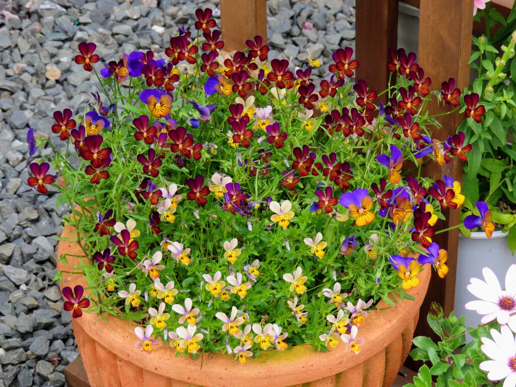 ビオラ・コルヌタ