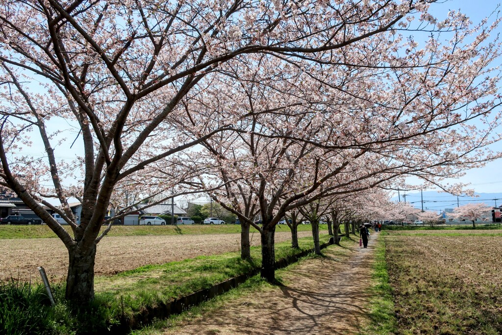 花路