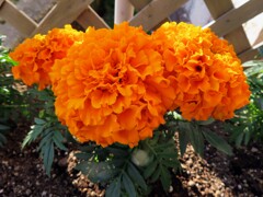 アフリカン・マリーゴールド