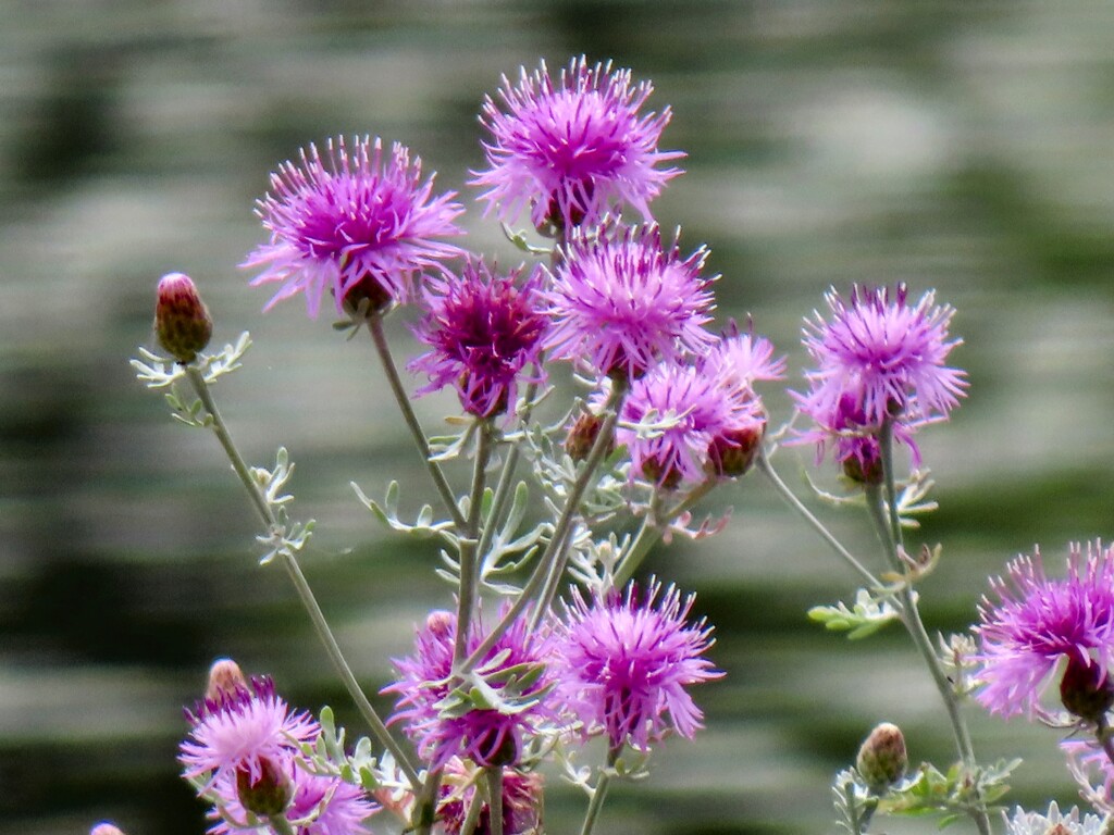 セイヨウトゲアザミ