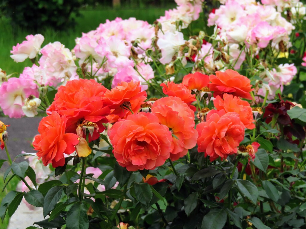 オレンジ色のチャイナローズ