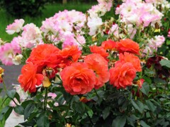 オレンジ色のチャイナローズ