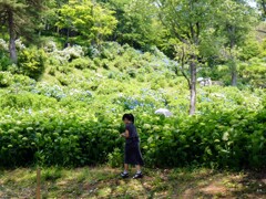 紫陽花園の一角