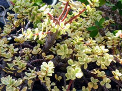 ポーチュラカリア